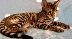 Най-скъпите породи котки