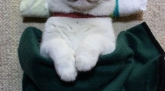 Най-известните котки и котки в интернет