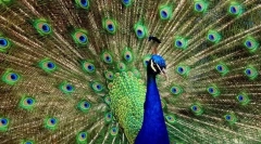 Най-красивите птици