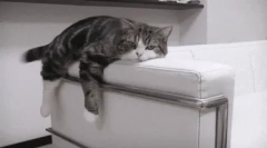 Мързеливите породи котки