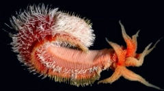 Най-невероятните форми на живот, намерени на дълбините на тихия океан