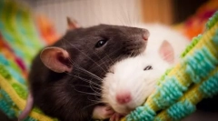 Най-опасните бозайници