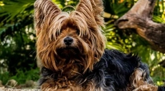 Най-популярни породи