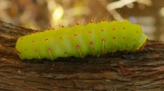 Най-ненаситите животни