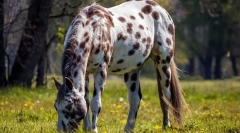 Най-редките коне