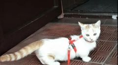 Най-редката котка порода