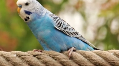 Най-много папагали