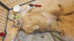 Най-лошите котки и котки в света: рейтинга на записите и последствията от затлъстяването