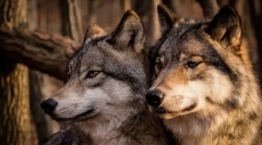 Най-верните животни