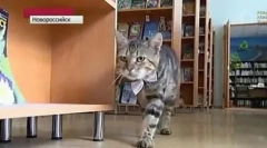 Най-известните обслужващи котки (12 снимки)