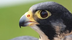 Най-птиците