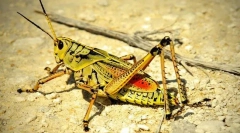 Саран и пух