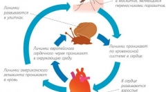 Сърдечни червеи
