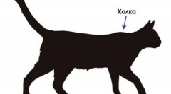 Сериозен: anton cat