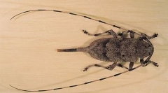 Грей дълъг неделя