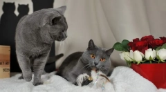 Chartresse cat (снимка): любим френски не