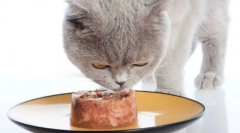 Sheba cat feed: ветеринарни прегледи и подробен преглед