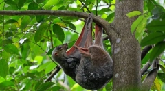 Сатокел. Отдаване на бозайници животни