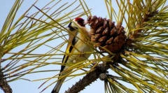 Schegol (poultry photo): възхищава се пеенето на звънене, мига ярко оперение