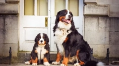 Кученца на бернски zennenhund (снимка): характеристики на грижата и образованието