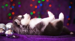 Кученца husky (снимка): грижа, хранене, образование