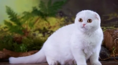 Scottish fold cat - стандартен стандарт, характер, съдържание