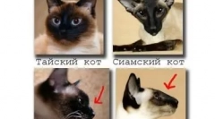 Сиамска котка: синьооки диамант в къщата