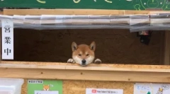 Siba inu: японско куче