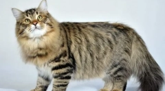 Сибирска котка