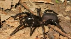 Сидни смешни пронати