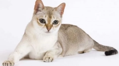 Сингапур котка (сингапур)
