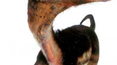 Sinozauropterix
