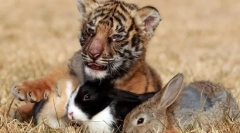 Систематика на животни