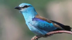 Единица обикновена