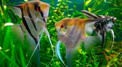 Scalaria (pterophylum sccalare)