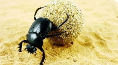 Бракуване свещено