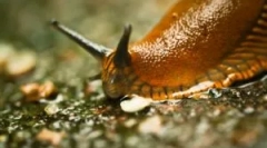 Slug: кои са това, което изглеждат и вредни?