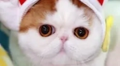 Snoopy-cat: teddy murlyka, който е победил интернет