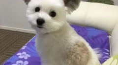 Куче gawa с уши като чебурашка