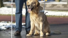 Кучета в служба на човек