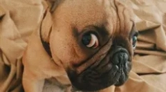 Руски звезди кучета: любими домашни любимци