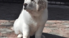 Кучета от най-много, най-добрите записи на кучета