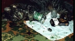 Съдържание на котка