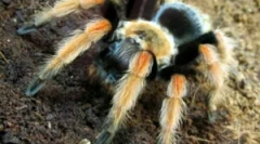 Съдържание на паяка-домашните птици у дома