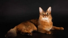 Сомалийски котка (сомалия)