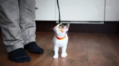 Модерни методи за обучение на котки