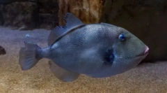 Сив спинорогого