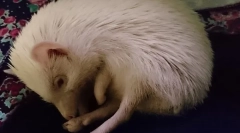 Hibernation таралежи къде и как таралежите