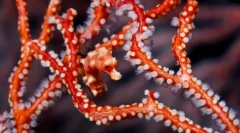 Начини за маскиране и опазване на рибите