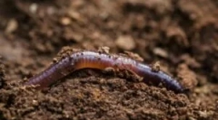 Начини за преместване на дъждовния червей